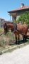Продава се кобила преглата спешноо, снимка 1 - Други животни - 45717391