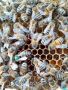 Продавам качествени пчелни майки - 25 лв., снимка 1 - За пчели - 45081439