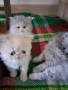 Персийски котенца , снимка 1