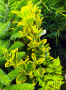 Храст Евронимус  Вариегата, снимка 1 - Градински цветя и растения - 41319074