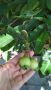 Syzygium jambos розова ябълка-екзотика , снимка 2