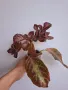 Еписция, episcia jim's rose garden, снимка 2