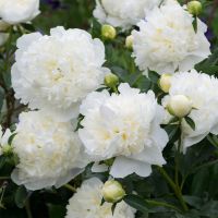 Бял божур корен, снимка 4 - Градински цветя и растения - 45341514