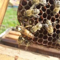 Продавам пчелни майки, снимка 4 - За пчели - 45171384