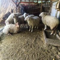 Продавам овце, снимка 2 - Овце - 45604742