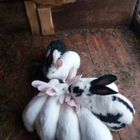 продавам зайци за клане 25лева броя , снимка 1 - Други животни - 45382304