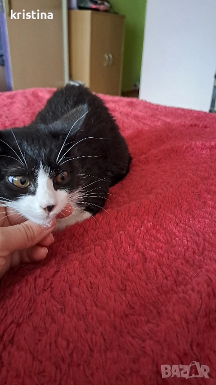 подарявам женско коте 2 месеца, снимка 1