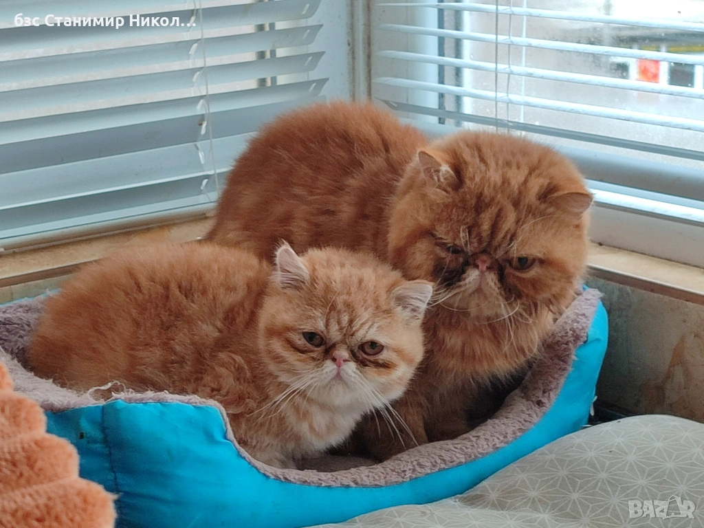 Женски екзотични котки на 2 години и на 5 месеца., снимка 1