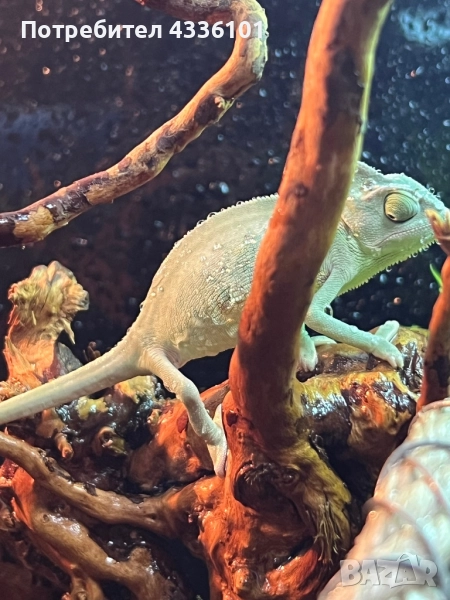 Продавам йеменски хамелеон (Chamaeleo calyptratus), снимка 1