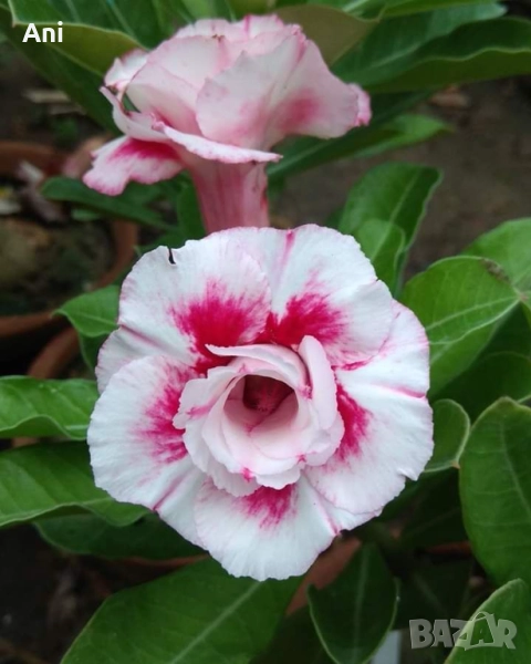 Пустинна роза, снимка 1