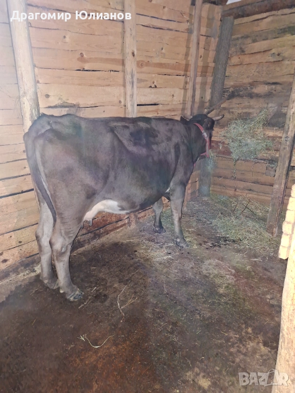 Продавам крава със мляко , снимка 1