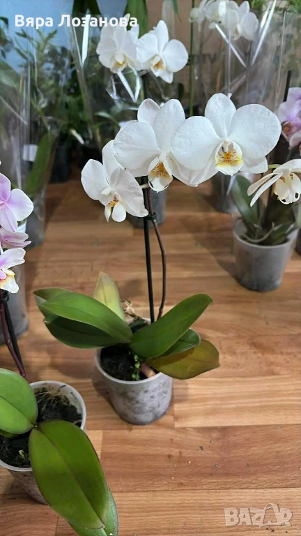 Различни видове цветя, снимка 1