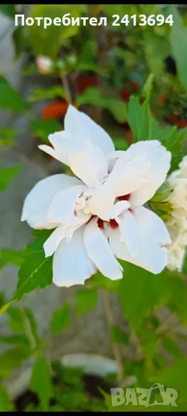 Градинска дървовидна ружа hibiscus syracus кичеста бяла, снимка 1