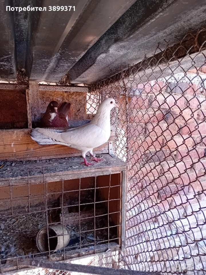 Пазарджишки гълъби , снимка 1