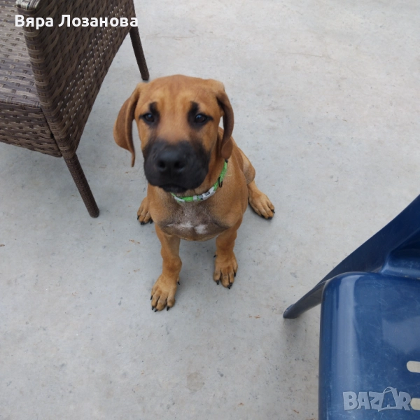 Кучета Риджбек , снимка 1