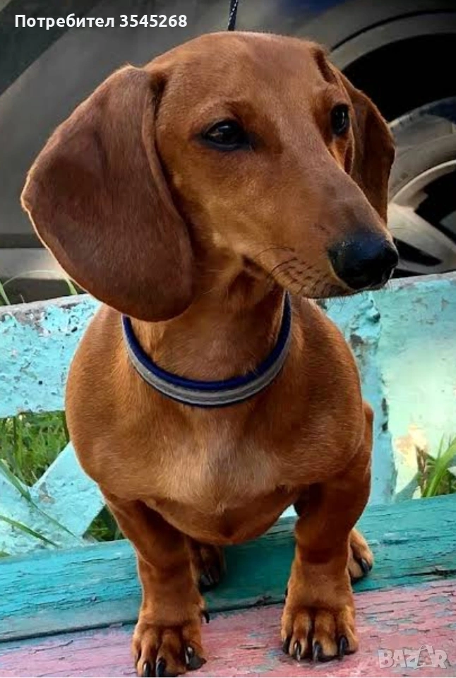 Мини дакел (женска) търси жених, снимка 1