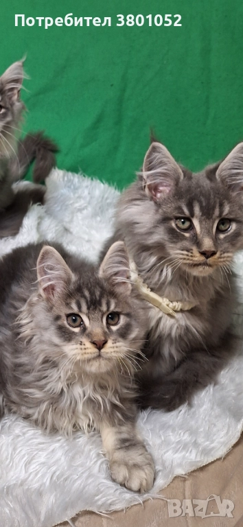Продавам котета , снимка 1