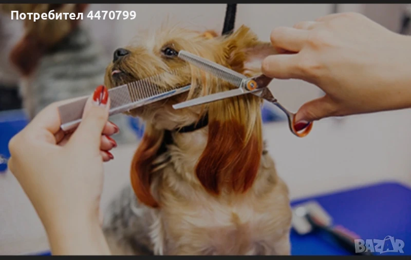 Професионален груминг за кучета в дома ми във Варна – 30 лв, снимка 1