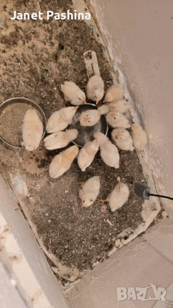 Пиленца от инкубатор , снимка 1