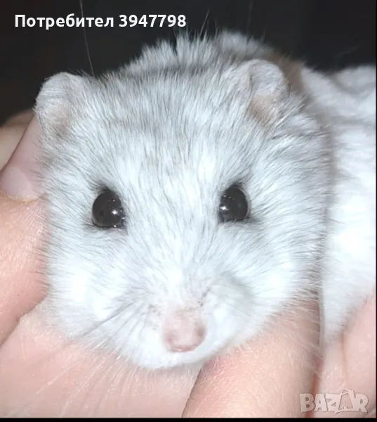 Хамстер /хомяк , снимка 1