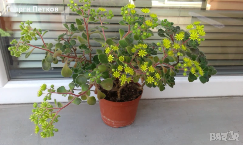 Дърво на Парите-Айхризон. Височина 10-15см.-7лв., снимка 1