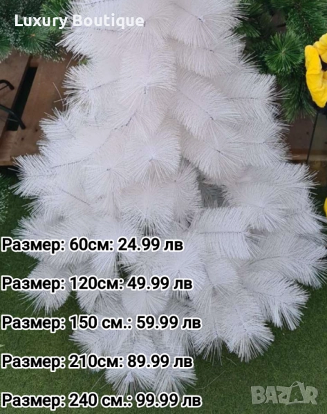 Бяла елха, снимка 1