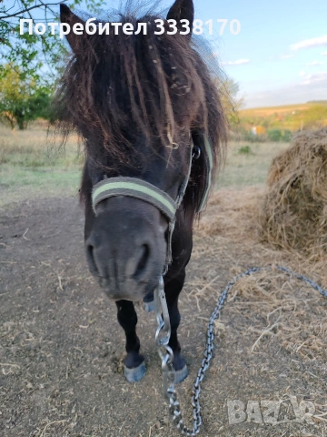 Пони, снимка 6 - Коне - 53913188