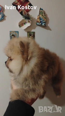 Продавам мини померанче , снимка 3 - Померан - 53480625
