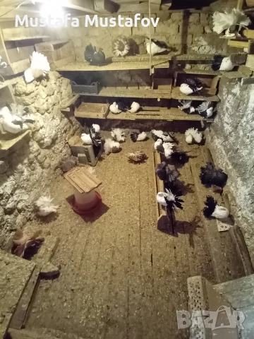 ФЕНЕРЛИИ , снимка 6 - Гълъби - 52806769