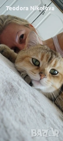 Британска златна чинчила за разплод 