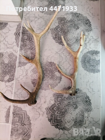 Рога от благороден , снимка 2 - Декорация за дома - 54099159