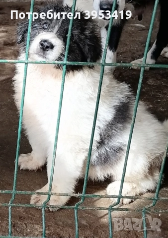 чистопородни каракачански кученца -линия гуджо , снимка 2 - Други - 51710824