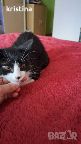 подарявам женско коте 2 месеца, снимка 1