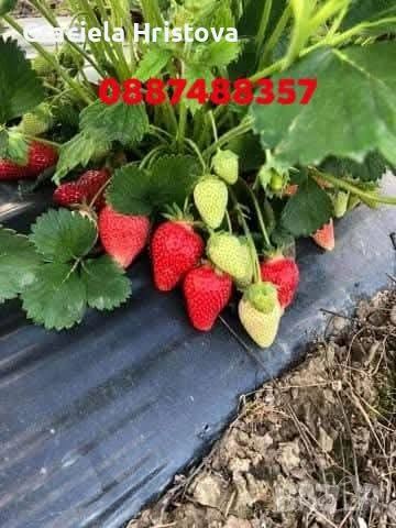 Продавам разсад ягоди , снимка 8 - Градински цветя и растения - 53679981