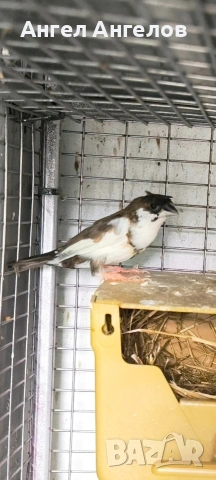 амадини,японки, снимка 2 - Амадини - 54130389