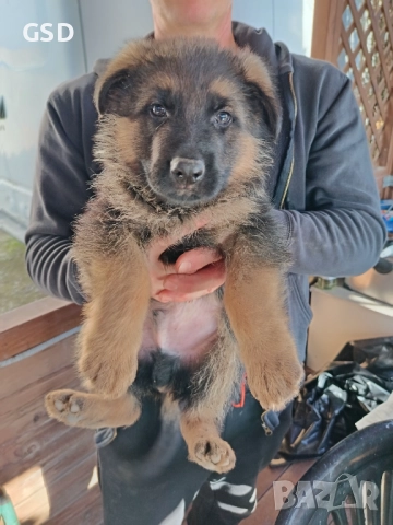 немска овчарка , снимка 7 - Немска овчарка - 52502541