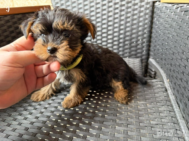 Йоркширски териер Актуално от 11.2.2026, снимка 1 - Йоркширски териер - 53379580