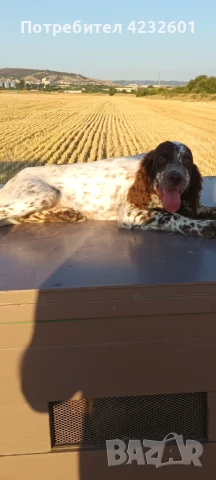 Английски сетер, снимка 1