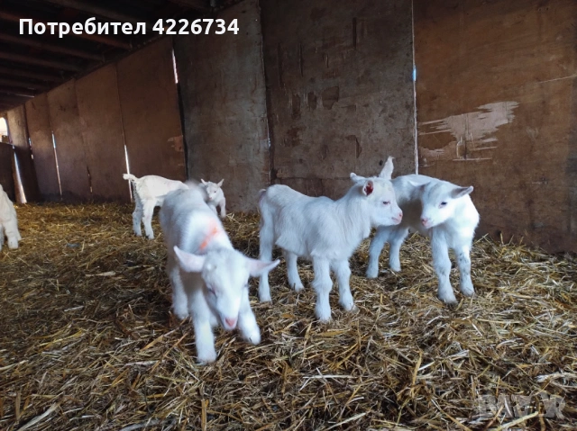 Продавам ярета, снимка 2 - Кози - 53482585