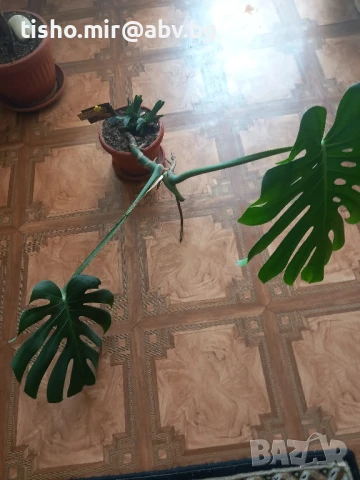 Филодендрон, снимка 4 - Стайни растения - 50517747
