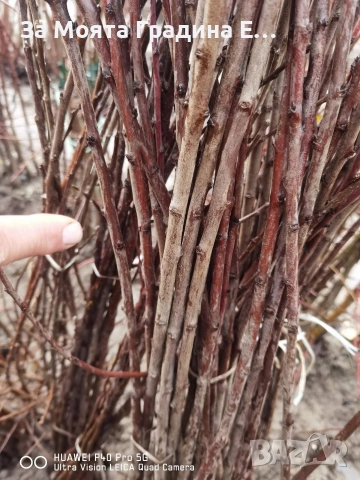 Плодни дръвчета - Микс обява , снимка 9 - Градински цветя и растения - 53618283