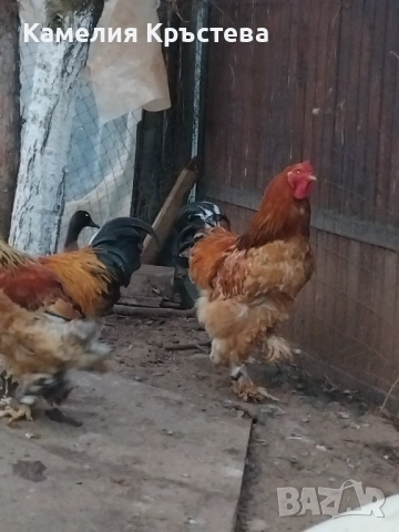 Петли Брама, снимка 7 - Кокошки и пуйки - 49295122