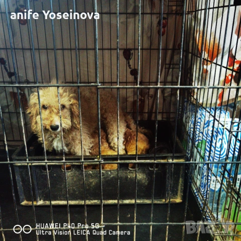 Продават се Той Пудели , снимка 4 - Пудели - 54036132