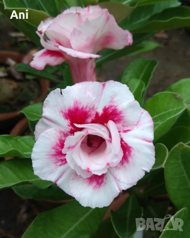 Пустинна роза