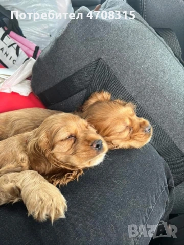 Кокер шпаньол червен игриво  момче, снимка 8 - Кокер шпаньол - 54019379