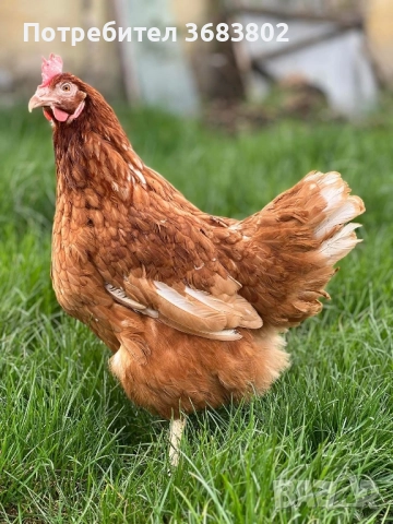 Носачки кокошки за яйца 