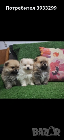 Померан мини померанчета