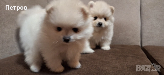 Померан - Момчета и момиче, снимка 6 - Померан - 53050619