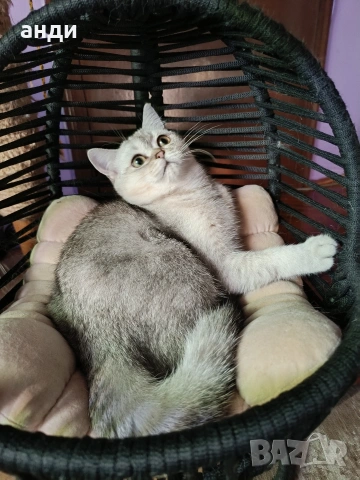 мъжко коте шотландска сребърна чинчила на 7 месеца , снимка 8 - Британска късокосместа - 53838473