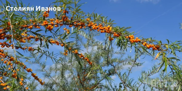 Облепиха, ракитник, сибирски ананас, морски зърнастец (Hippophae rhamnoides), снимка 3 - Градински цветя и растения - 52354345